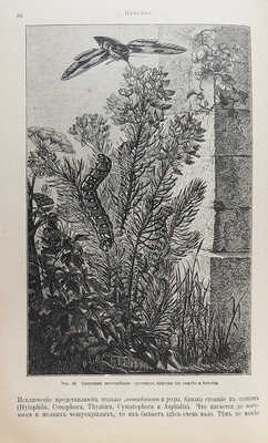 Штандфусс М.Р. Жизнь бабочек, их ловля, воспитание и сохранение. Руководство для собирателей. СПб., [1901].